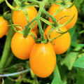 Yellow Plum Grape Tomato Seeds | Orange Cherry Pear Tomato Seeds | Heirloom Vegetable Seeds | 2025