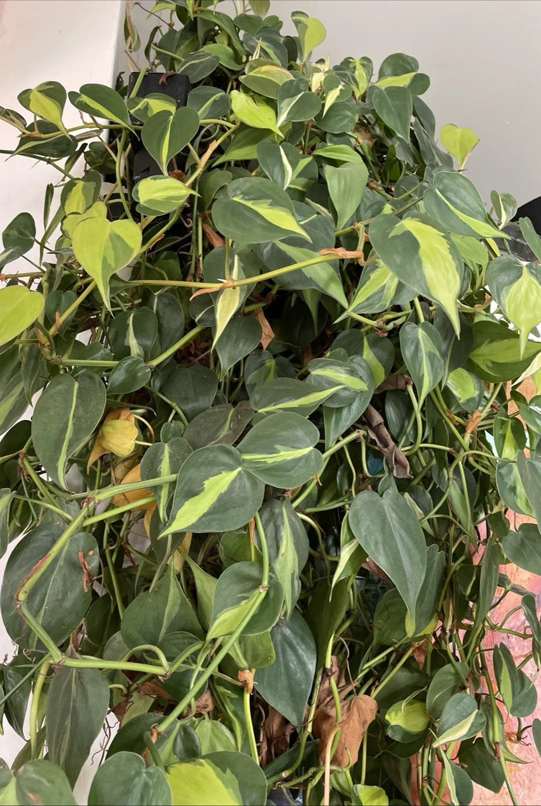 Philodendron Hederaceum 'BRASIL' Cuttings - Variegated Trailing Houseplant - 4 Cuttings, Indoor Plant Decor