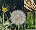 Mammoth Sandwich Island Salsify Seeds - 50+ Seeds - White Oyster - Tragopogon porrifolius