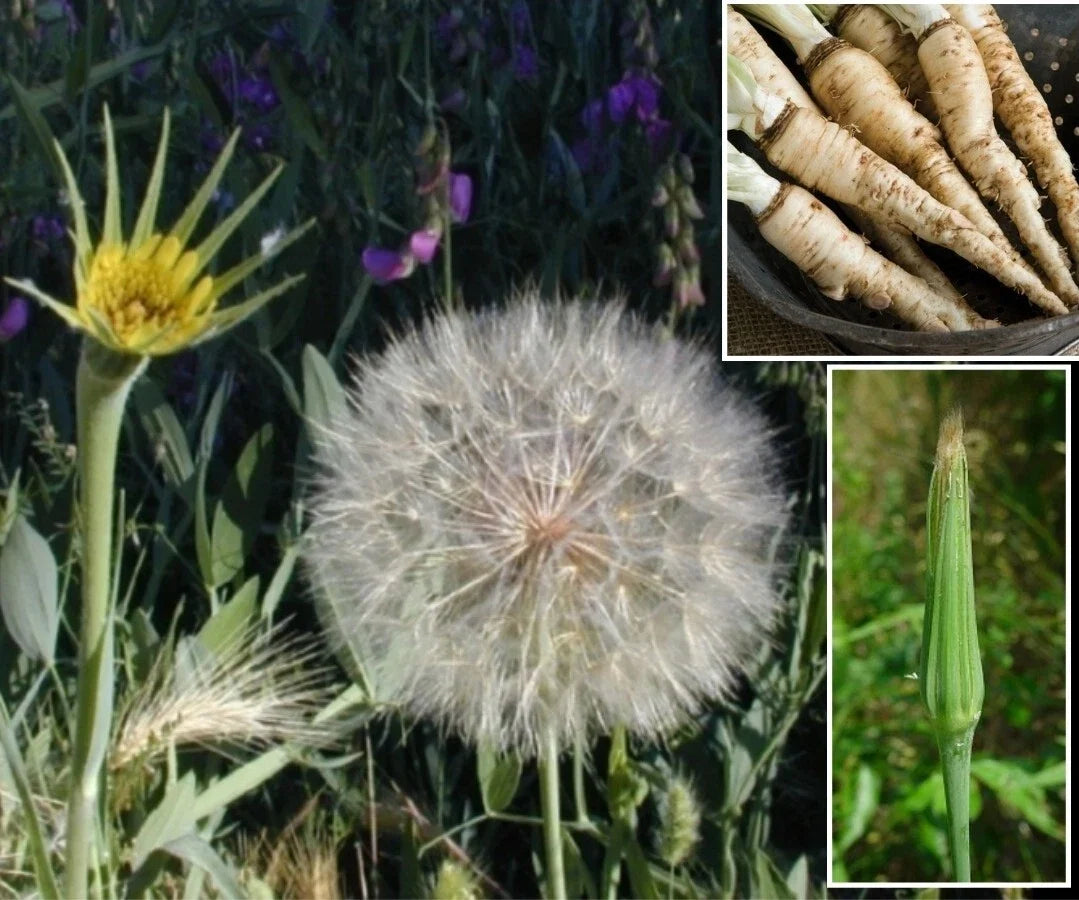 Mammoth Sandwich Island Salsify Seeds - 50+ Seeds - White Oyster - Tragopogon porrifolius