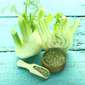 Florence Fennel Live Starter Bare Root Plants Set of 2 - Foeniculum vulgare, Organic, Full Sun, Well-Drained Soil