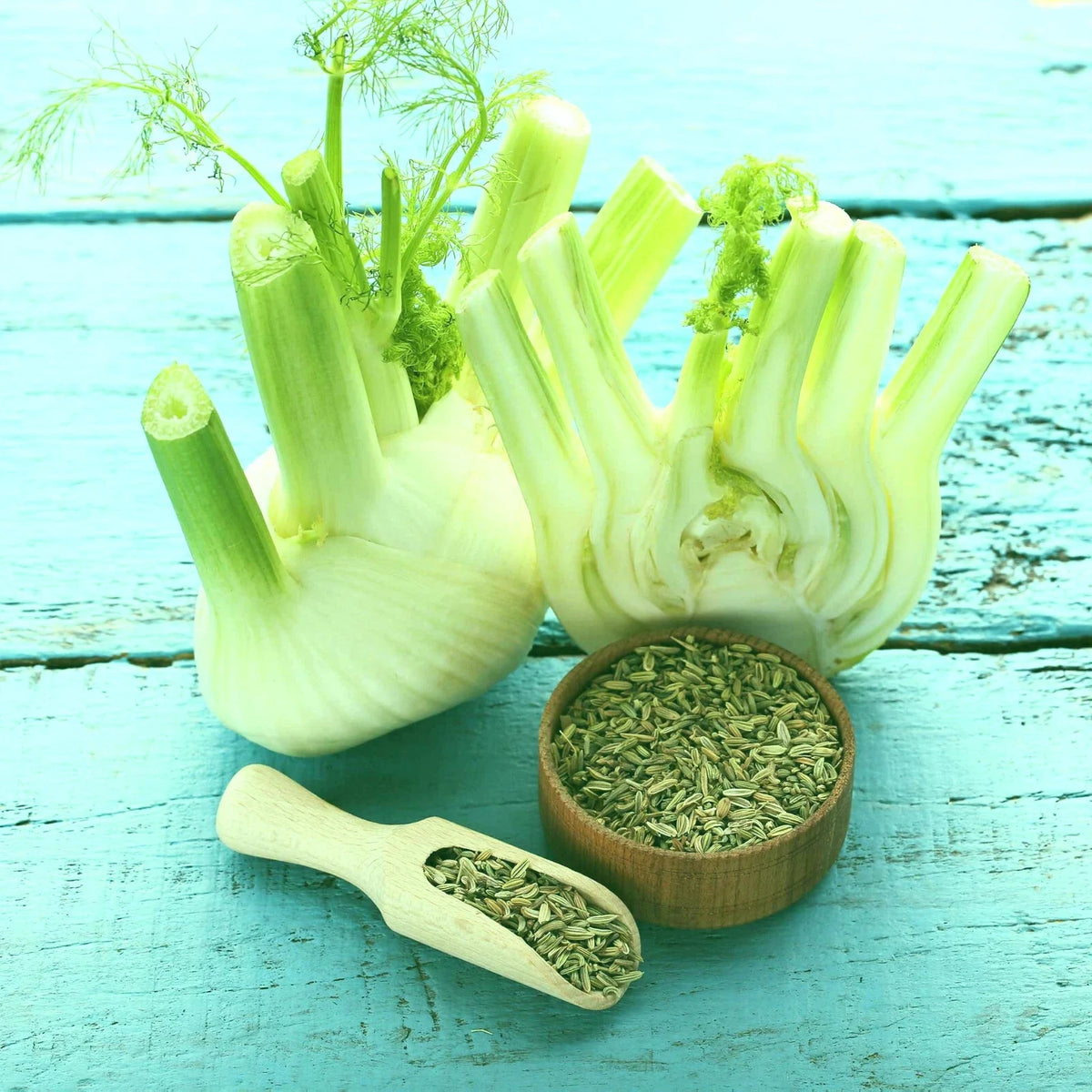 Florence Fennel Live Starter Bare Root Plants Set of 2 - Foeniculum vulgare, Organic, Full Sun, Well-Drained Soil