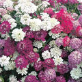 Candytuft Seeds, Dwarf Fairy Mix, 50+ Beautiful Pink, Lavender, White Flowers, Iberis umbellata