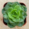 Rare Sedeveria 'Rolly' Succulent Plant in 2" Pot for Wall Decor, Indoor Plant, Low Maintenance, Unique Home Decor