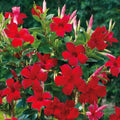 Set of 2 Live Red Mandevilla Vines - 4–6” Tall - No Pot - Mandevilla spp.