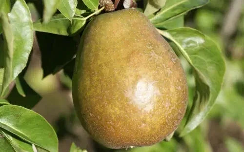 Beurre d'Anjou Pear Seeds - 25+ Seeds for Garden Planting - Pyrus communis - USA - Free Shipping
