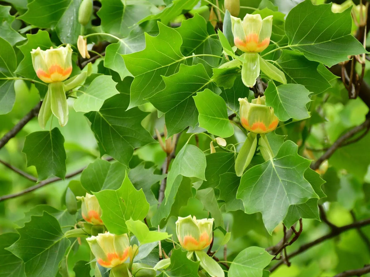 Tulip Poplar Live Tree Plant 16-24 Inches - Liriodendron tulipifera - Bare Root for Shipping