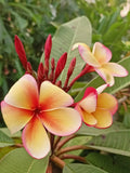 Hawaiian Plumeria Frangipani Plants, 8 oz Pot, Stress-Reducing Variety, Plumeria spp.
