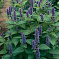 Anise Hyssop Seeds - Non-GMO Herb Seeds for Gardening - Agastache foeniculum - With Tracking