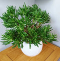 Skinny Fingers Jade Cuttings or Rooted Plants, Multiple Branches, Crassula Ovata