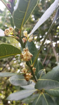 Bay Laurel Tree Cuttings 5 Stems Culinary Herb for Propagation Laurus nobilis