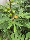 Brunswick Fig Cuttings - 5 Pieces with Willow Water for Rooting - Ficus carica