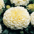 Moonlight Marigold Seeds | Large Double Flowers | Heirloom Non-GMO | Tagetes erecta