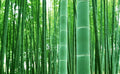 Giant Bamboo Seeds - 50+ Seeds for Planting - Privacy Screen - Phyllostachys edulis