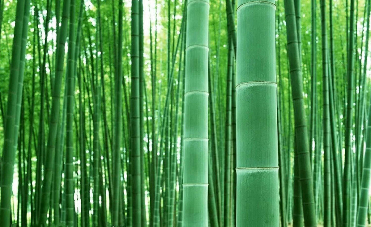 Giant Bamboo Seeds - 50+ Seeds for Planting - Privacy Screen - Phyllostachys edulis