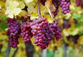 Gewurztraminer Grape Vine Cuttings - 3 Rootless Cuttings - Vitis vinifera - Ideal for Wine Making and Home Gardens