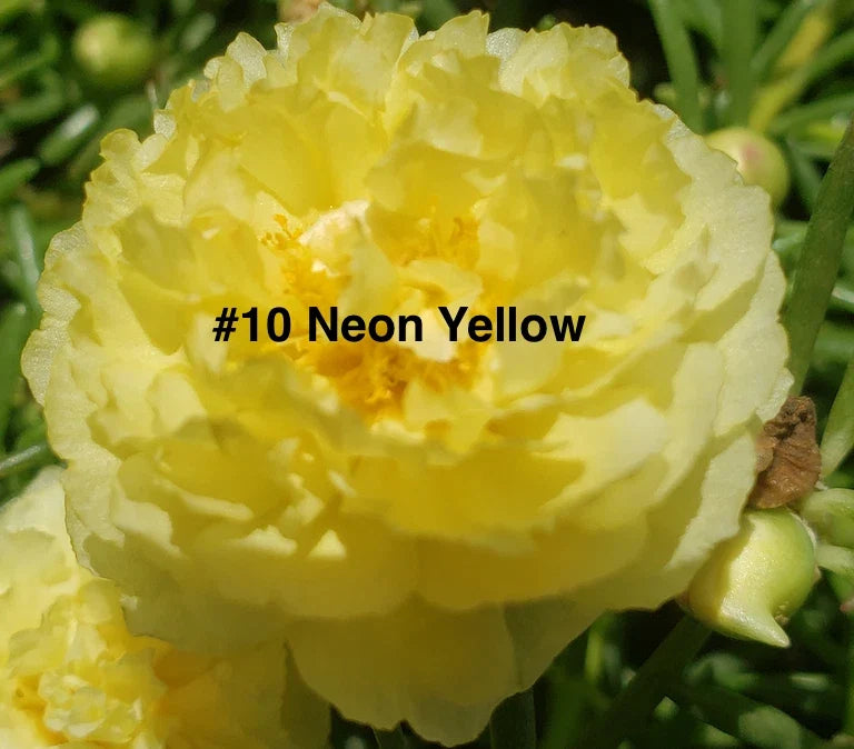 Moss Rose Cuttings - 10 Unrooted Neon Yellow - Portulaca Grandiflora