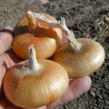 Cipollini Onion Seeds - 400 Count - Yellow Sweet - Heirloom Organic Non-GMO - Allium cepa