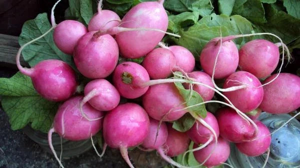 Radish Seeds - Pink Beauty - 1200+ Fresh Seeds - Raphanus sativus
