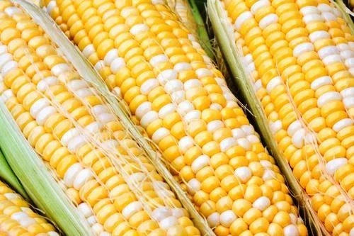 Sweet Corn Seeds - Solstice Variety - Fresh Seed for Planting - Zea mays