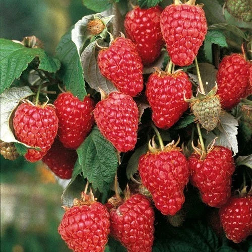 Large Heritage Raspberry Plant | Well-Rooted, Starter Plant | Rubus idaeus
