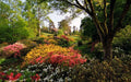 Wildflower Seed Mix 600 Seeds, 20 Hand Selected Species for Shade, Native Wildflowers