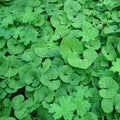 Wild Ginger Plant Roots 5-Pack Asarum Canadense Woodland Bareroot Native Wildflower