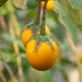 Golden Eggs Eggplant Seeds - Small Yellow Ornamental Variety - Perfect for 2025 Planting - Solanum melongena
