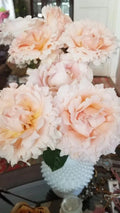 Polka Climbing Rose Cuttings - 10 Fresh Apricot Live Cuttings - Rosa 'Polka'