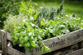 Herb Garden Kit - Chef 5 Pack - Parsley, Oregano, Cilantro, Dill, Thyme - Indoor Gardening Supplies