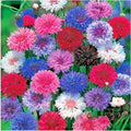 Dwarf Bachelor Button Polka Dot Mix Flower Seeds - Centaurea cyanus - Cut Dried Flowers for Containers