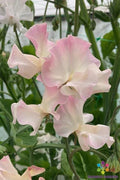 50 Mollie Rilstone Sweet Pea Heirloom Garden Seeds - Lathyrus odoratus - USA Grown