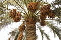 Wild Date Palm Seeds for Planting - 5 Seeds - Phoenix dactylifera - Drought-Tolerant, Ornamental Trees