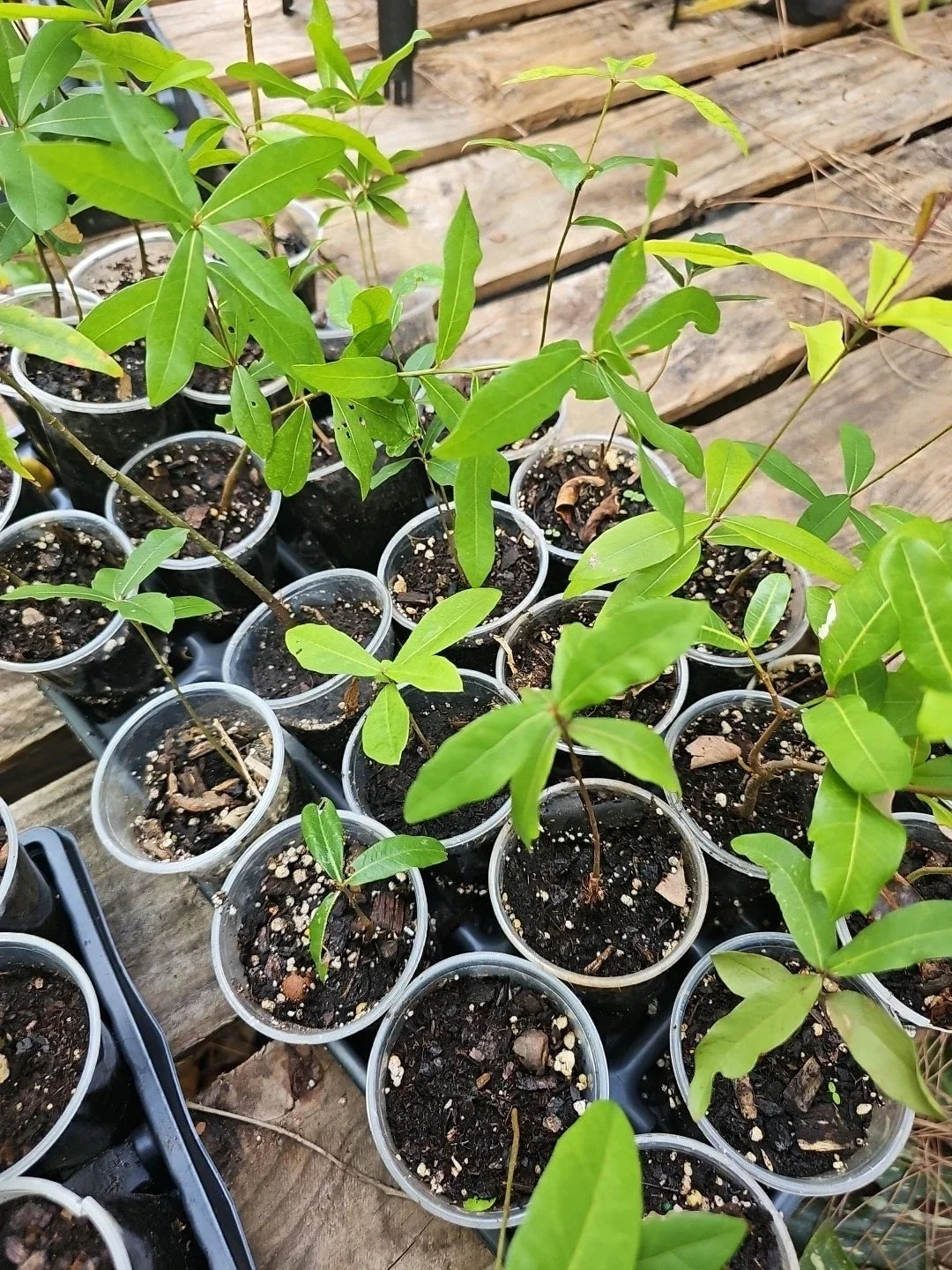 Live Oak Tree Plant 6"-10" Florida Evergreen Quercus Virginiana Rooted TX