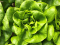 Bibb Butterhead Lettuce Seeds 600+ Non-GMO USA Seller - Heirloom Vegetable Seeds for Home Garden (Lactuca sativa)