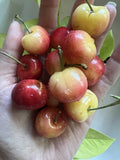 Rainier Cherry Pits - 15 Organic Non-GMO Seeds for Sweet Fruit Trees - Prunus avium