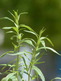 Tarragon Seeds, 200 Count, Dragon Herb, Artemisia dracunculus, Culinary Herb, Organic Gardening Supplies