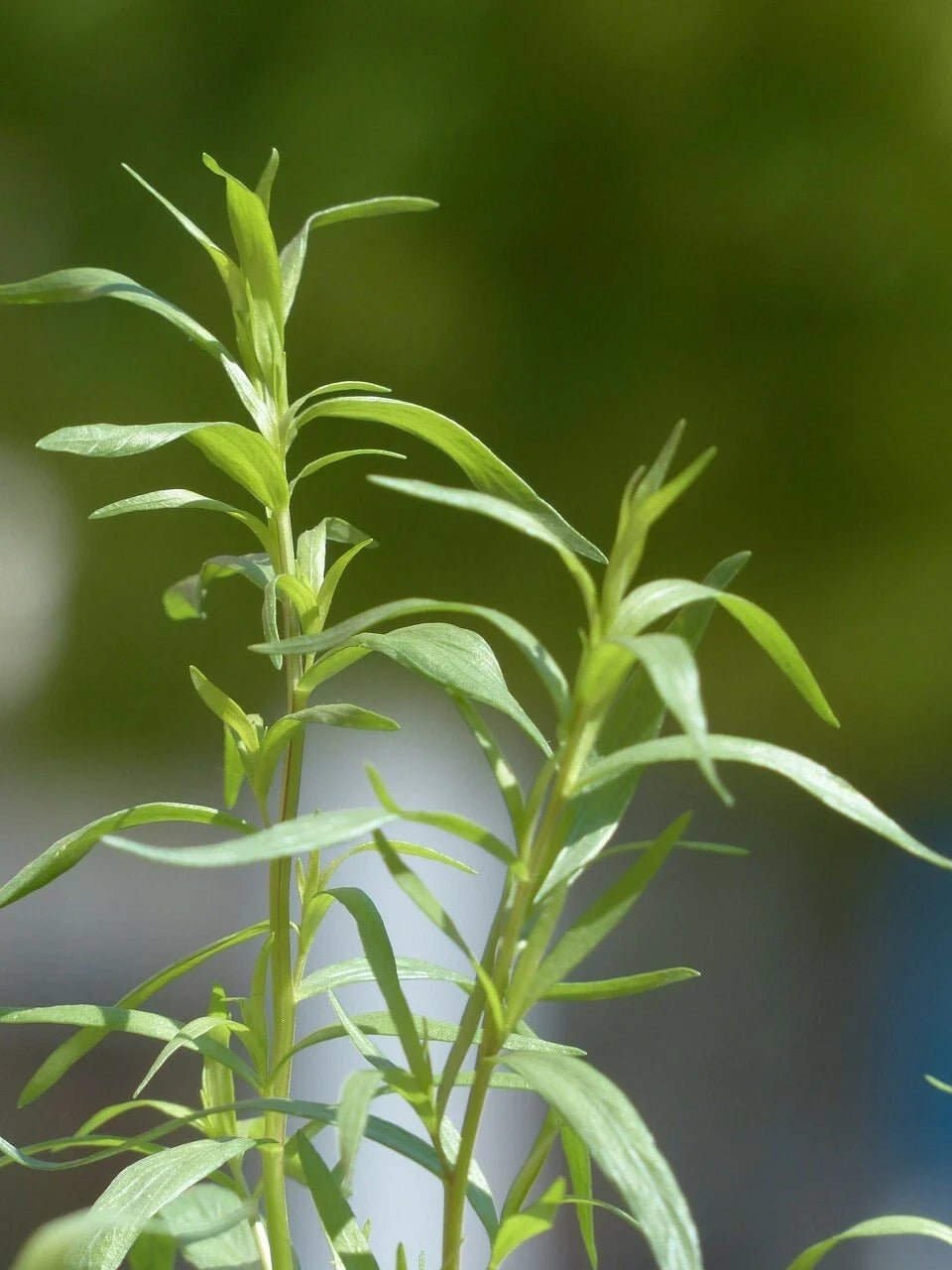 Tarragon Seeds, 200 Count, Dragon Herb, Artemisia dracunculus, Culinary Herb, Organic Gardening Supplies
