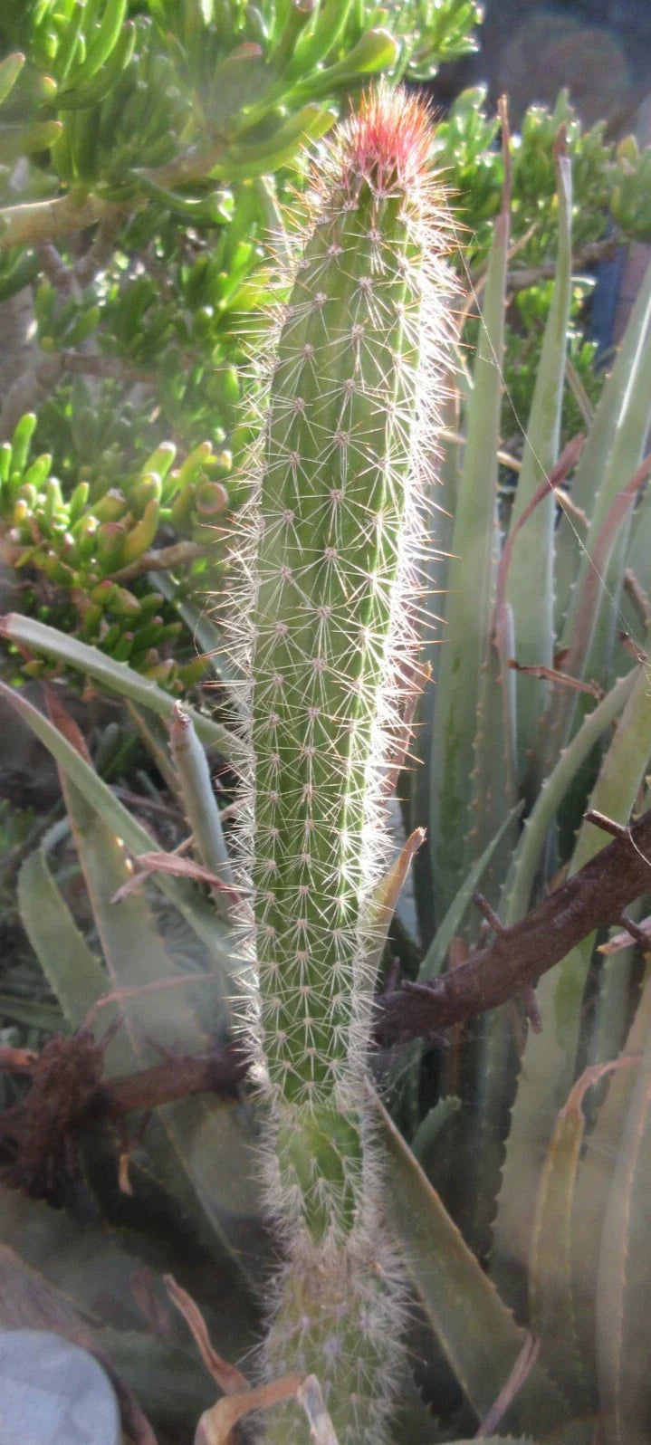 Snake Cactus Tip Cut - 12" Peniocereus serpentinus - Unique Houseplant for Cactus Lovers - Easy Care Succulent