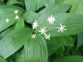 Lily of the Valley Live Plants - 5 Star-Flowered Rhizomes - Convallaria majalis - Wildflower Bare Roots