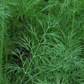 Dill Seeds - 50+ Seeds - 'Dukat' Herb - Swallowtail Butterfly Host Plant - Anethum graveolens