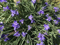 Spiderwort Bulb Rhizome 20 Pack Perennial Purple Flower Tradescantia Widow's Tears