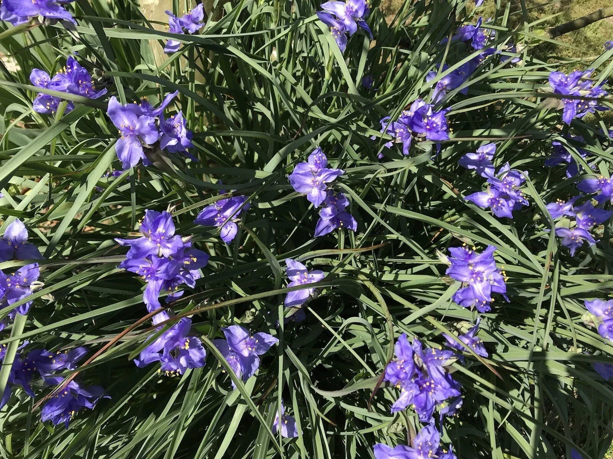Spiderwort Bulb Rhizome 20 Pack Perennial Purple Flower Tradescantia Widow's Tears