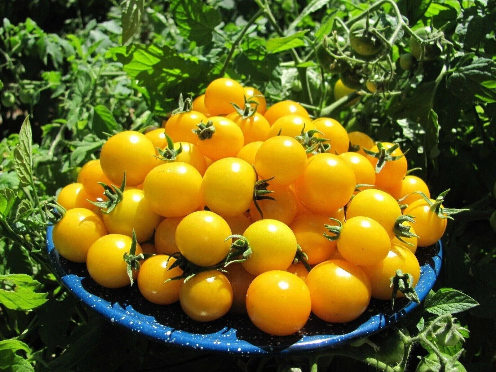 Gold Nugget Cherry Tomato Seeds - Organic Heirloom Non-GMO - 30+ Seeds - Supersweet Flavor