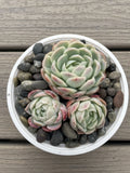 Echeveria Elegans Succulent - Mexican Snowball - 3 Live Rooted Plants - Size 1 to 2 Inches
