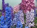 Giant Imperial Larkspur Seeds - 100+ Newly Harvested Cut Flower Seeds - Delphinium spp.