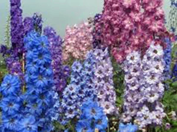 Giant Imperial Larkspur Seeds - 100+ Newly Harvested Cut Flower Seeds - Delphinium spp.