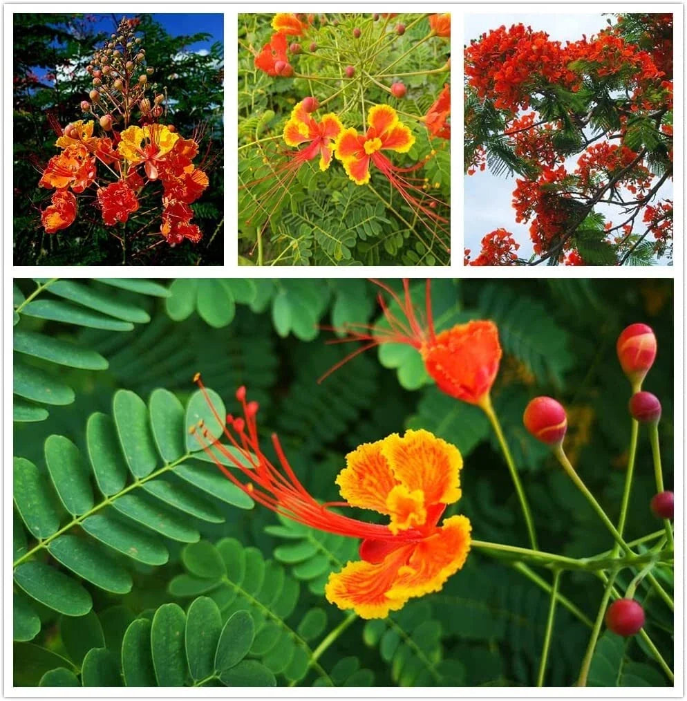 Red Bird of Paradise Flower Seeds - 15 Seeds - Caesalpinia pulcherrima - Tropical Ornamental Planting Seeds
