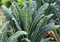 Kale Seeds - 50+ Non-GMO Premier Variety - Perfect for Salads and Cooking - Brassica oleracea