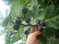 Fig Tree Cuttings Set of 6 - Takoma Violet - Delicious Tasting Ficus carica